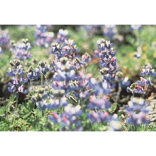Lupine, Blue & White (1/4 lb)