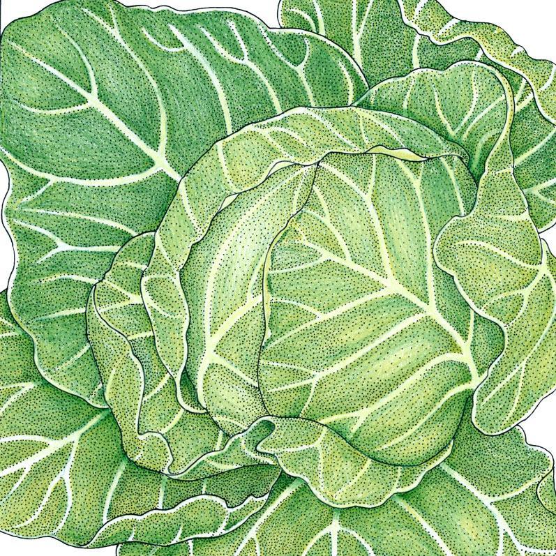 Golden Acre Cabbage Seeds (Organic)
