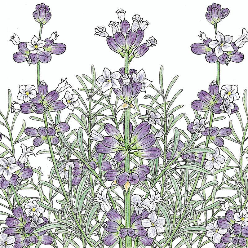 English-Vera Lavender Seeds (Organic)