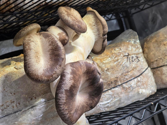 Dehydrated Black Pearl King Oyster Mushrooms .5 oz/14 g