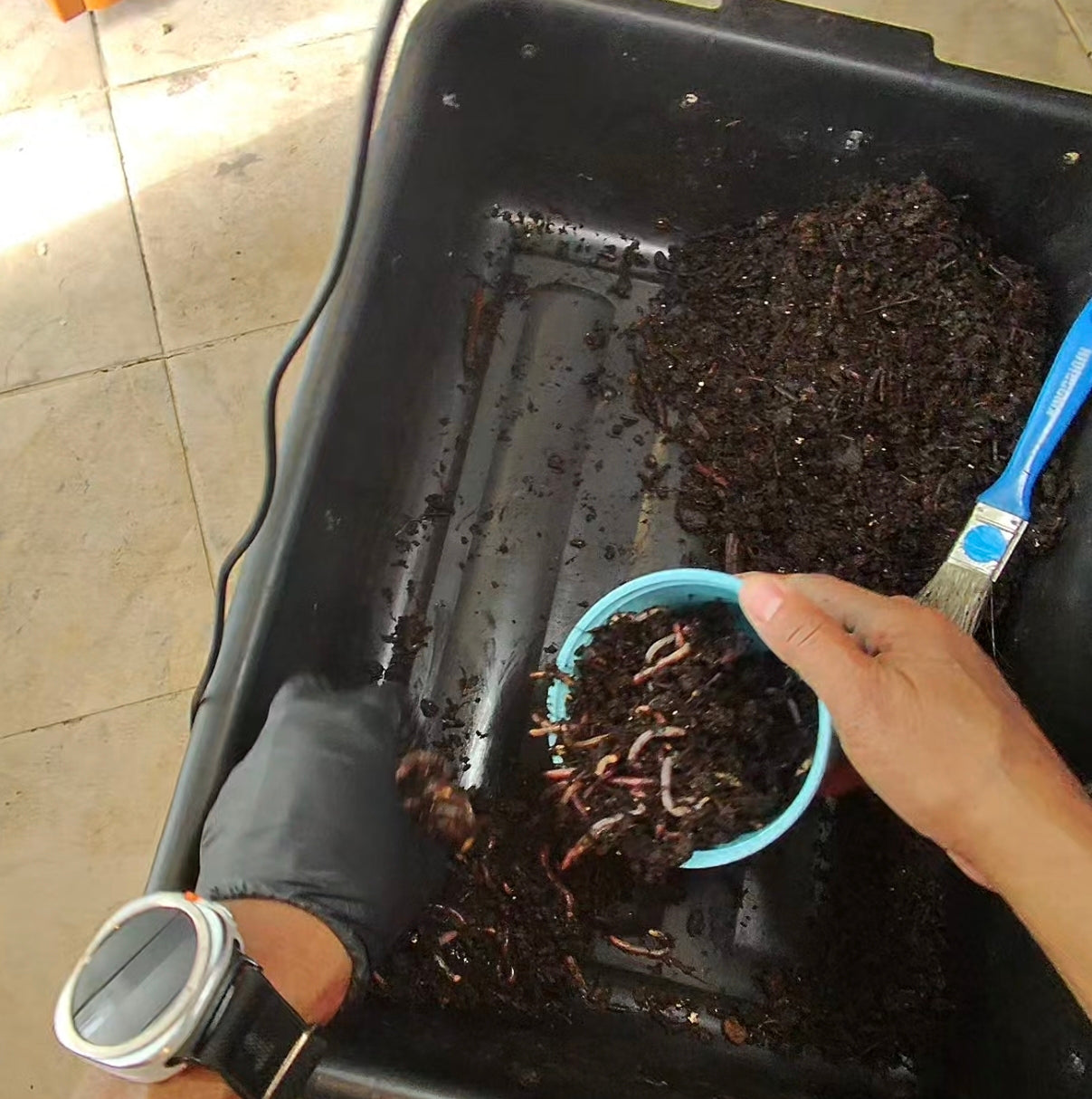 Worm Bin Vermi-Composting In-Ground 4 gal Recycled Food Grade Bucket System | INCLUDES LIVE WORMS Easy Vermicomposting System | BUY COMPOSTING WORMS