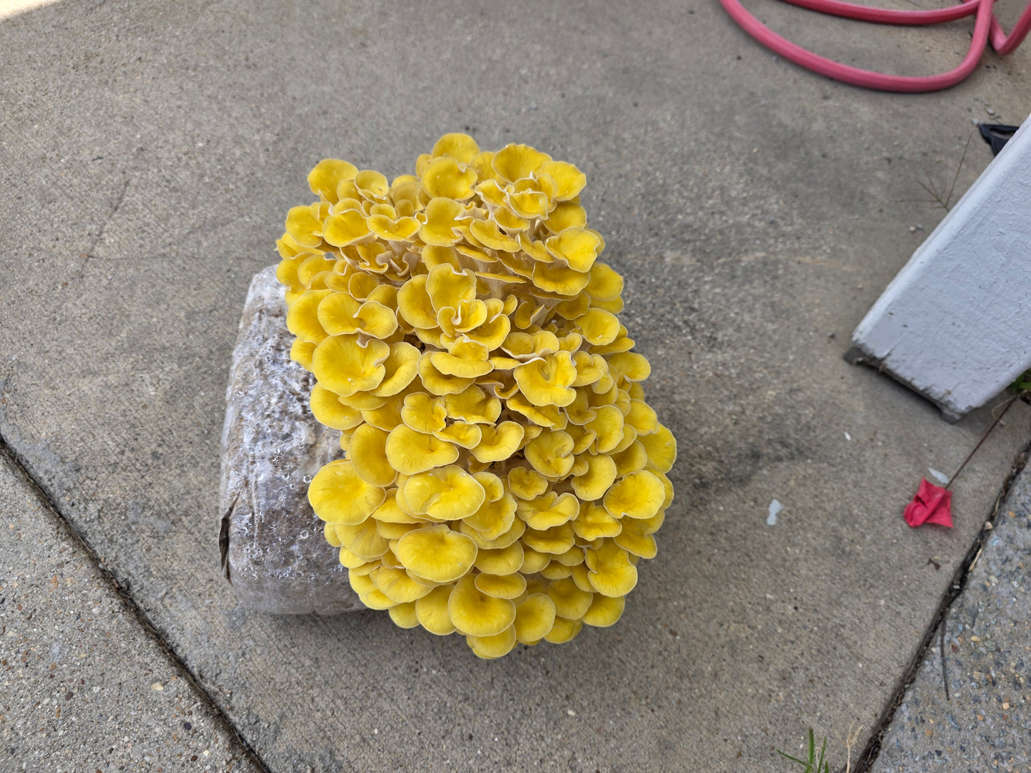 🍄 Fresh Golden Oyster Mushrooms – Bright & Nutty - Fresh Golden Oyster Mushrooms | Lumbri Worms & Garden - LOCAL PICK UP ONLY