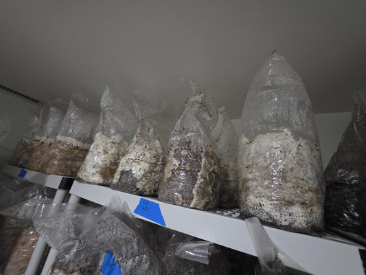 🍄 Fresh Blue Oyster Mushrooms – Delicate & Savory | Lumbri Worms & Garden - LOCAL PICK UP ONLY