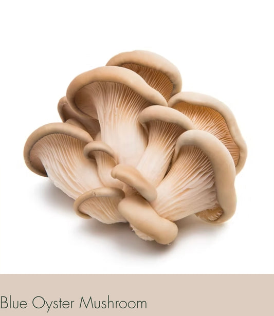 🍄 Fresh Blue Oyster Mushrooms – Delicate & Savory | Lumbri Worms & Garden - LOCAL PICK UP ONLY
