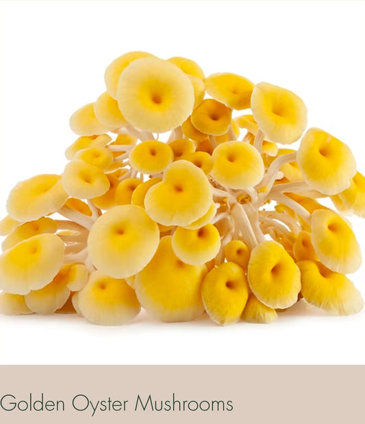 🍄 Fresh Golden Oyster Mushrooms – Bright & Nutty - Fresh Golden Oyster Mushrooms | Lumbri Worms & Garden - LOCAL PICK UP ONLY