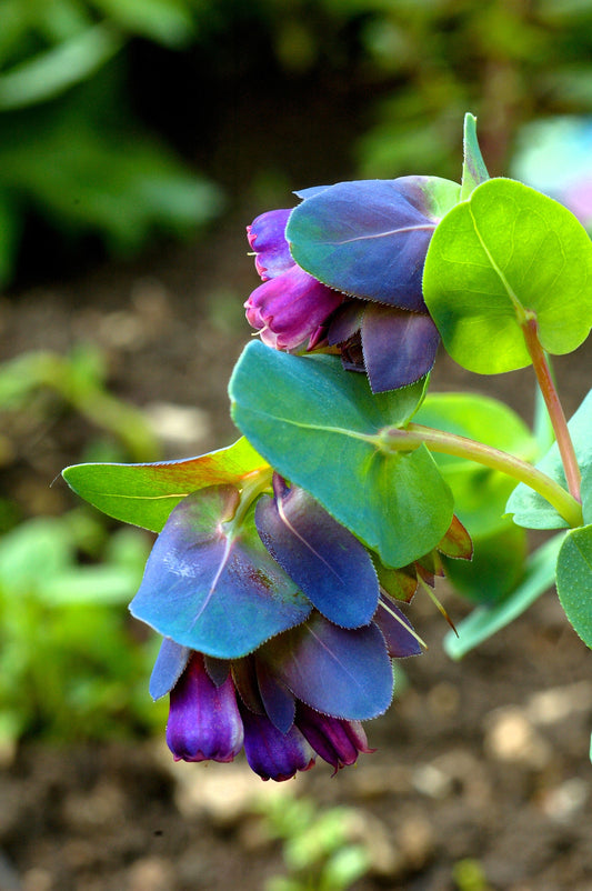 10 BLUE SHRIMP PLANT / Honeywort Cerinthe Major Flower Seeds