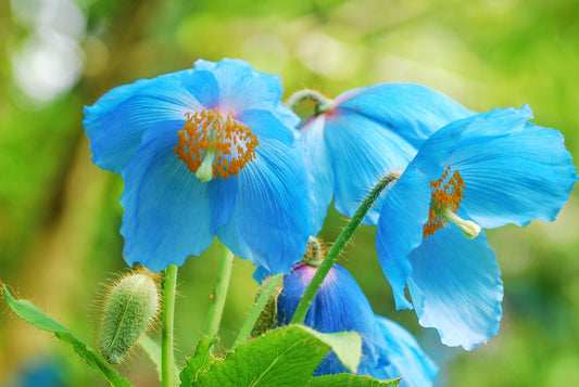 10 BLUE HIMALAYAN POPPY Tibetan Meconopsis Betonicifolia Flower Seeds