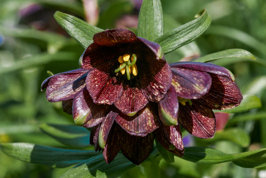 10 CHOCOLATE LILY Black Kamchatka Brown Fritillaria Camschatcensis Flower Seeds