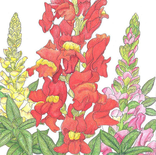 Snapdragon, Spurred (1/4 lb)