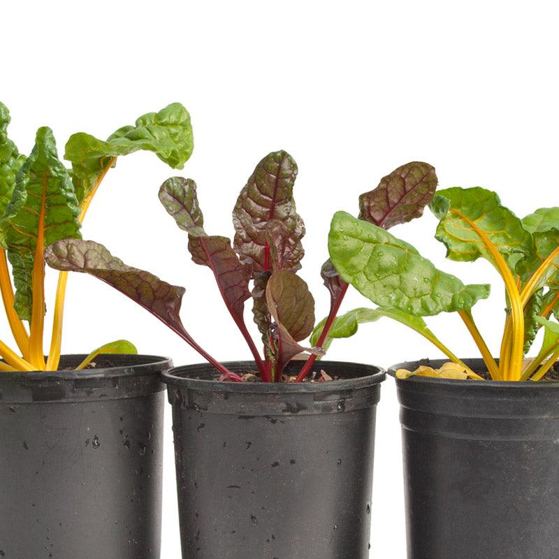 Five Color Silverbeet Chard Seeds (Organic)