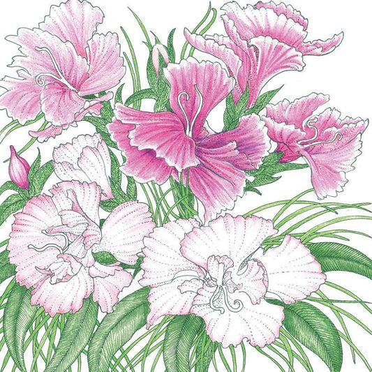 Sweet William (1/4 lb)