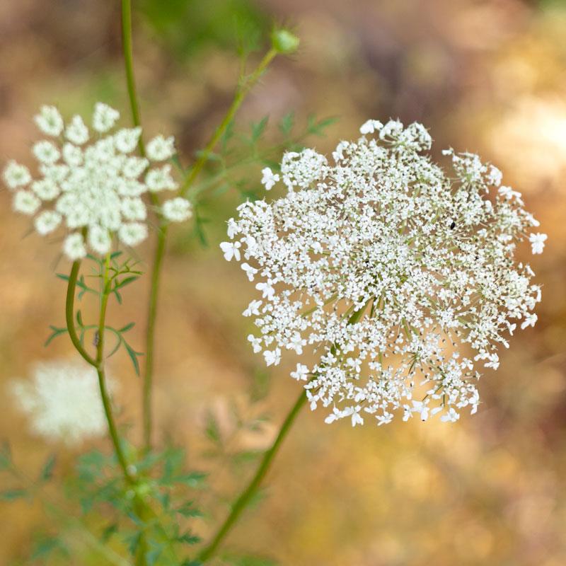 Queen Anne's Lace (pack)