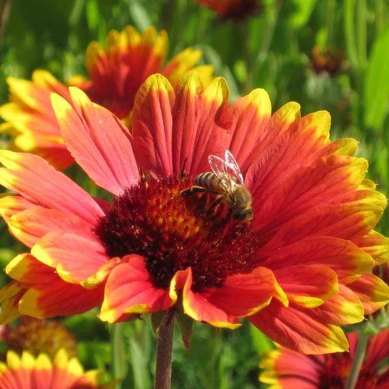 Gaillardia, Blanketflower (1/4 lb)
