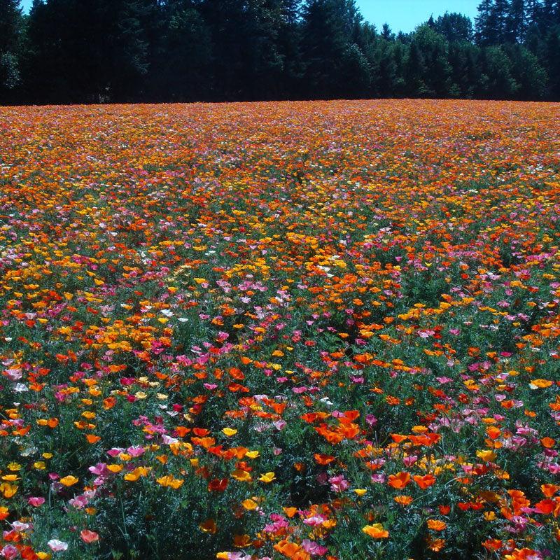 California Poppy, Mission Bells (lb)