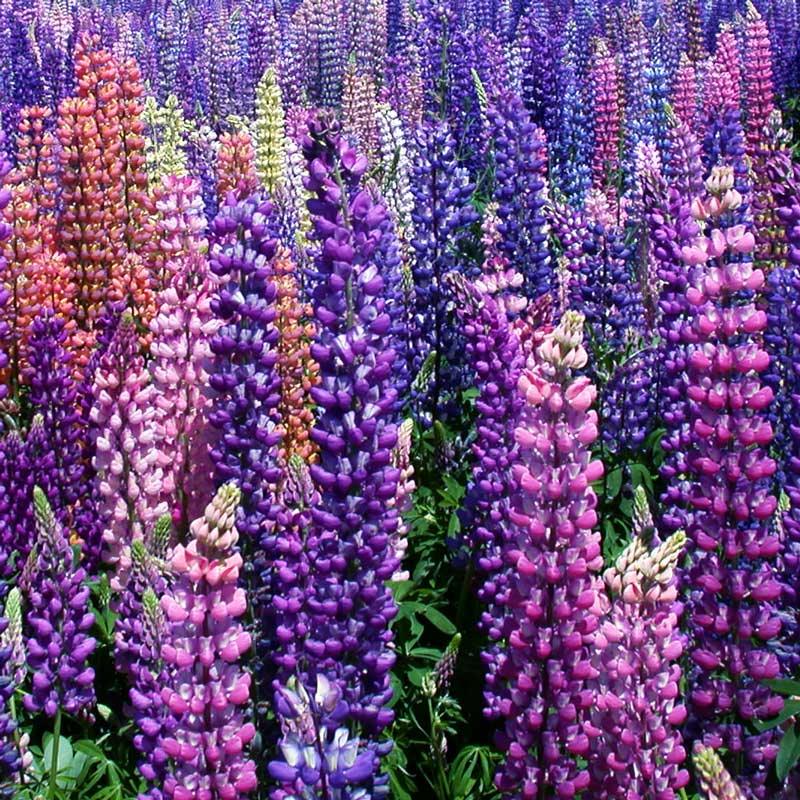 Russell Lupine Seed Pack