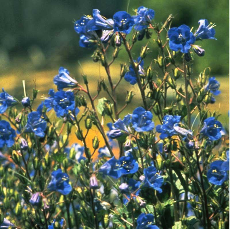 California Blue Bells (pack)