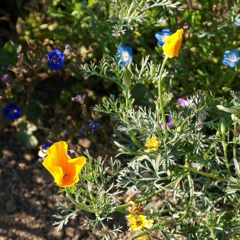 California Low-Growing Wildflower Mix (pack)