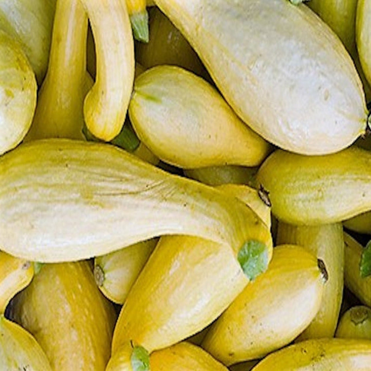 Yellow Heirloom Crookneck Summer Squash Seeds