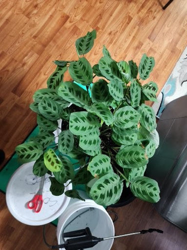 Unlock the Power of Living Soil for a Thriving Garden - Lumbri Worms & Garden, LLC