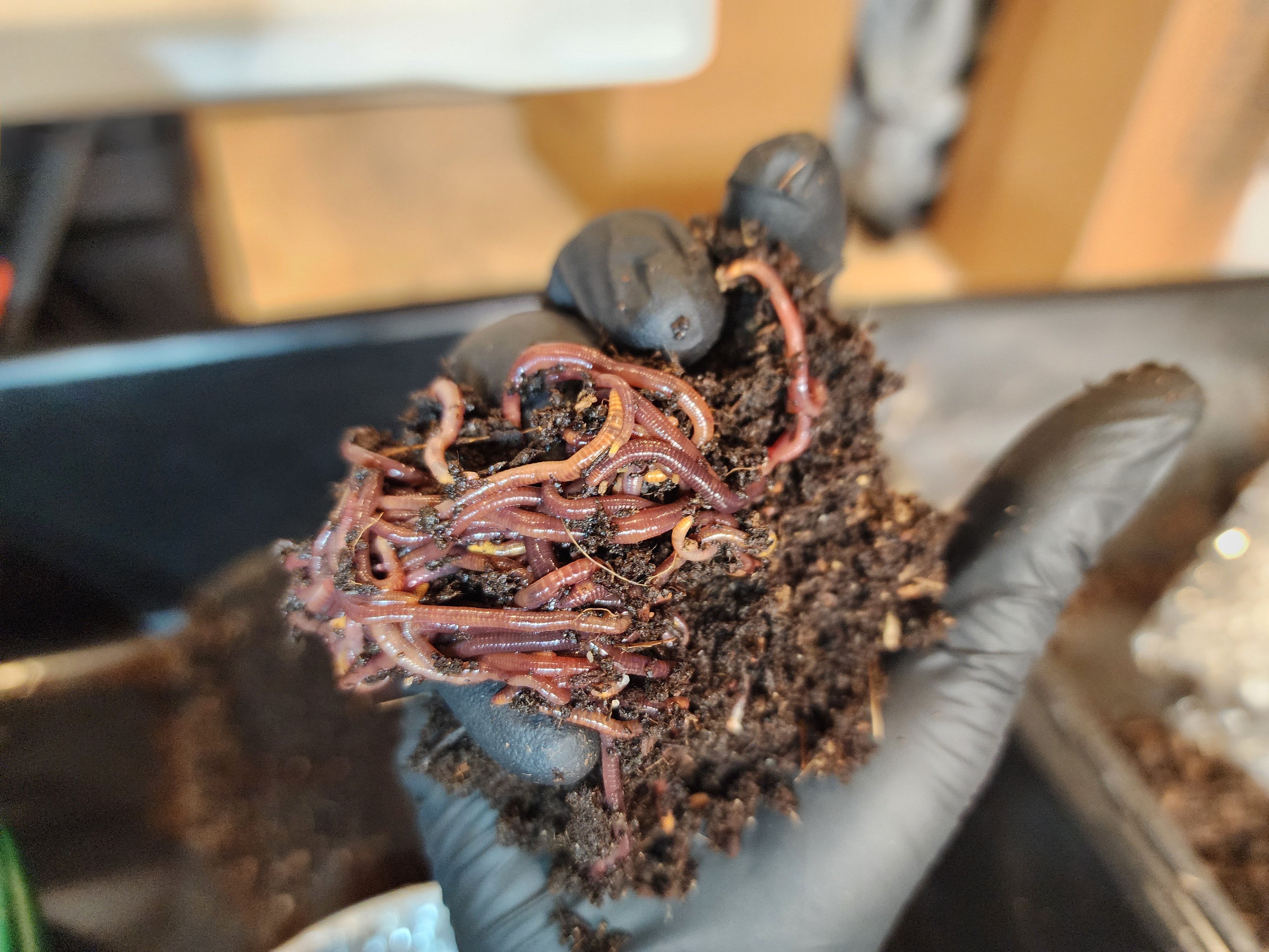 Indoor Composting with Red Wiggler Worms (Vermicomposting) - Lumbri Wo ...