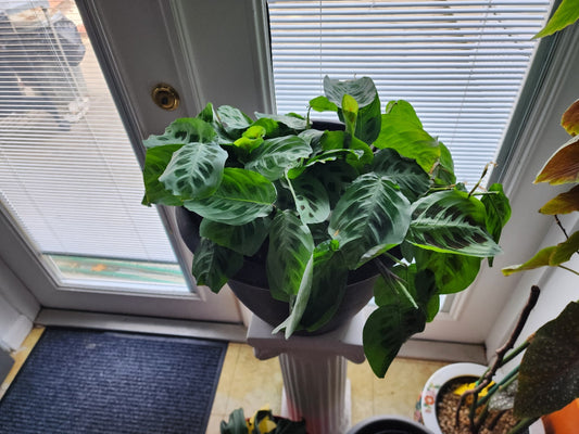 Why Worm Castings are the Best Kept Secret for Healthier House Plants - Lumbri Worms & Garden, LLC