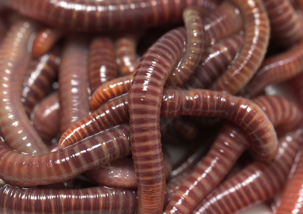 Why Your Worm Bin Might Be Off—and How to Fix It Naturally