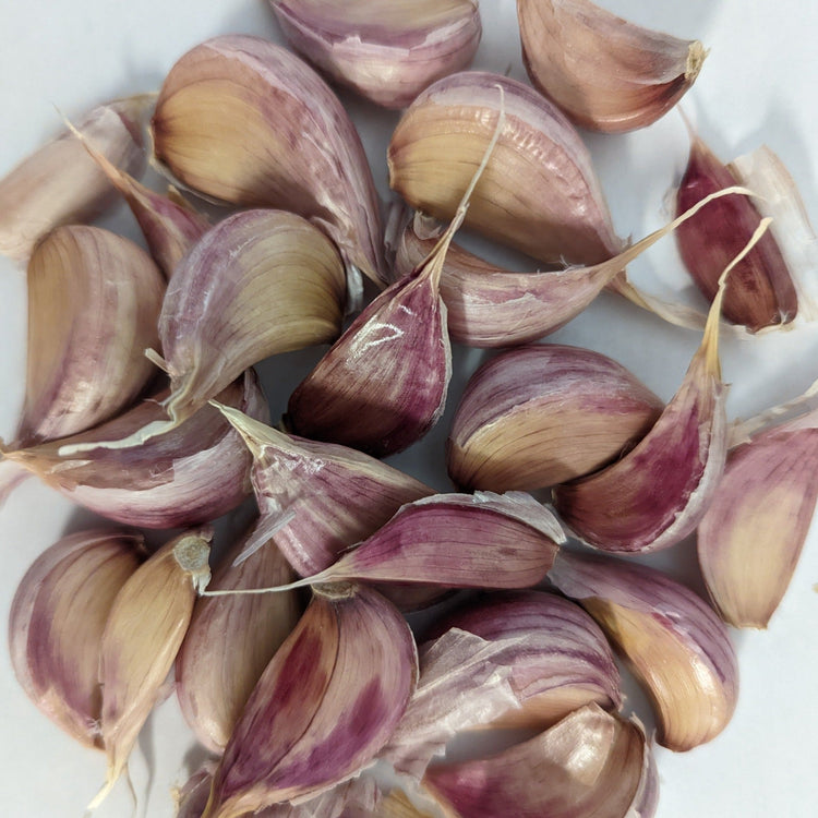 Certified Seeds Garlic Cloves Variety for Fall Planting PRE-ORDER