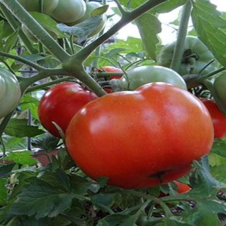 Pawpaws Garden Supply LLC