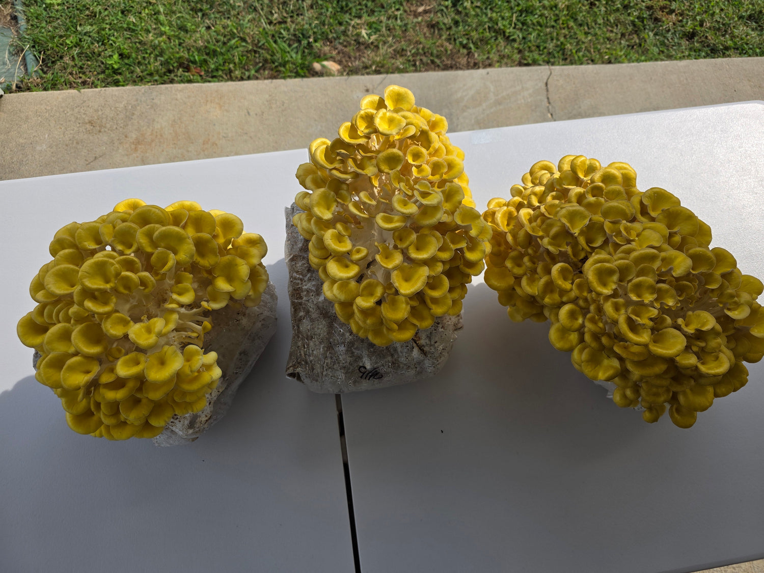 Fresh Gourmet Mushrooms – Lion’s Mane, Shiitake & Oysters