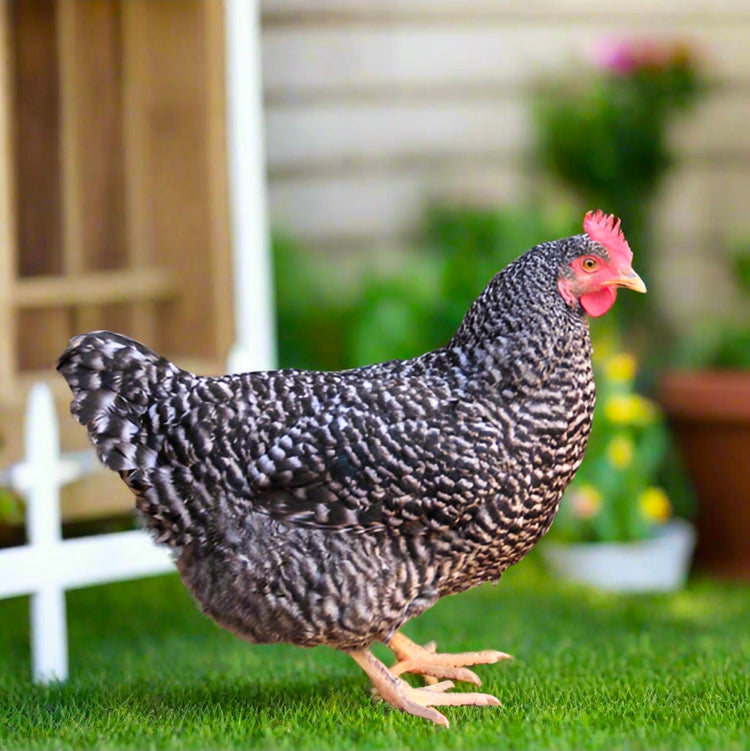 Heat-Hardy Chickens & Quail