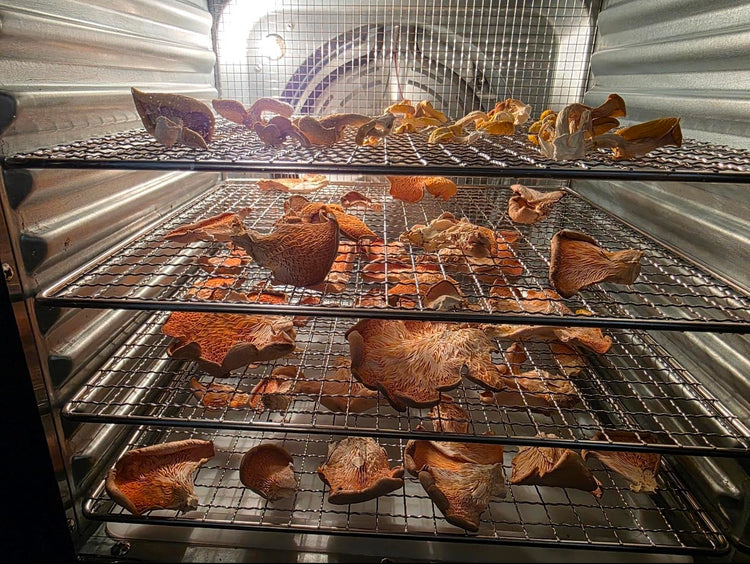 Dehydrated Gourmet Mushrooms | Farm-Grown & Small-Batch Dried