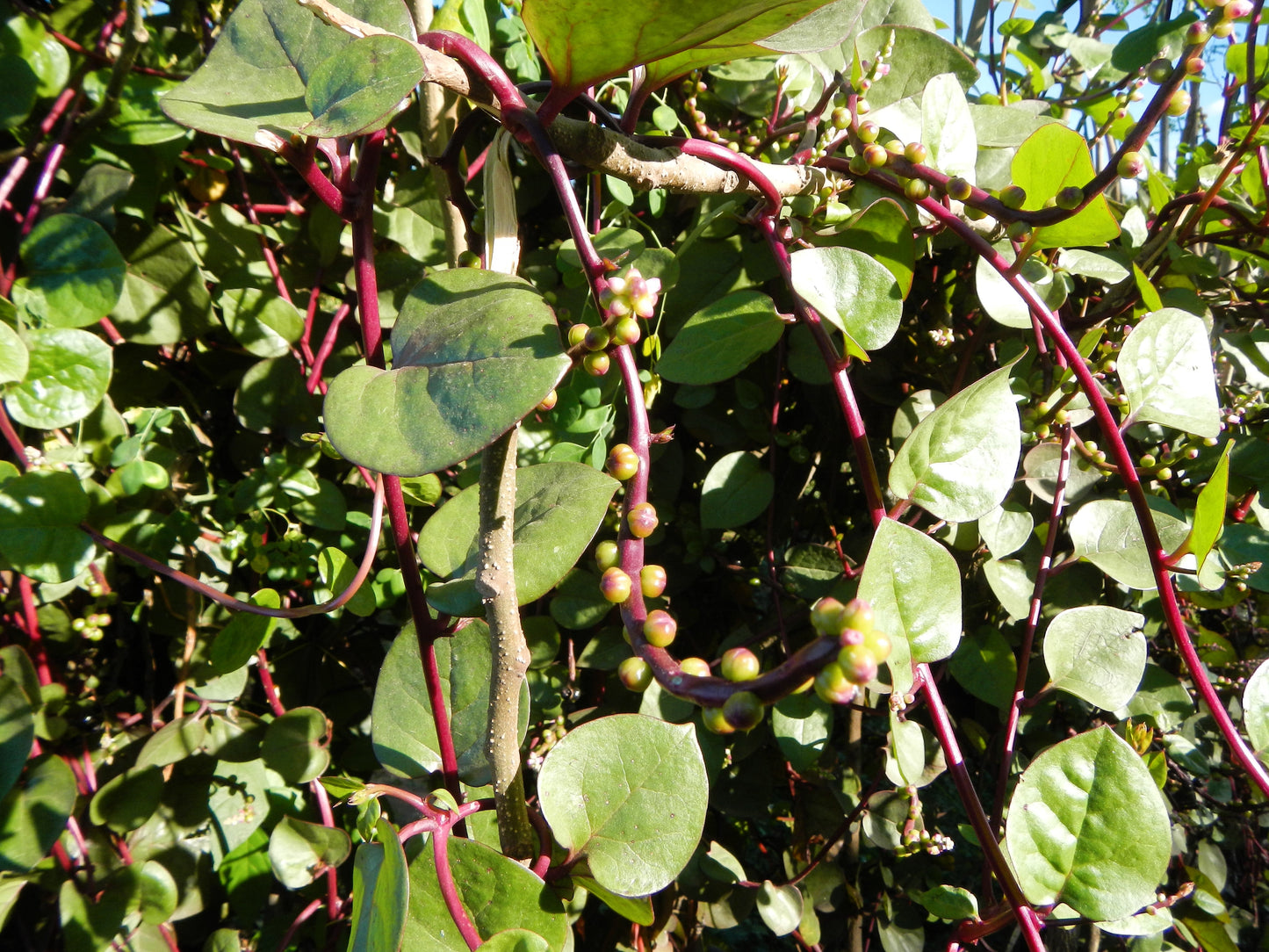 50 RED Stem MALABAR SPINACH Red Vine Ceylon Basella Alba Rubra Vegetable Seeds