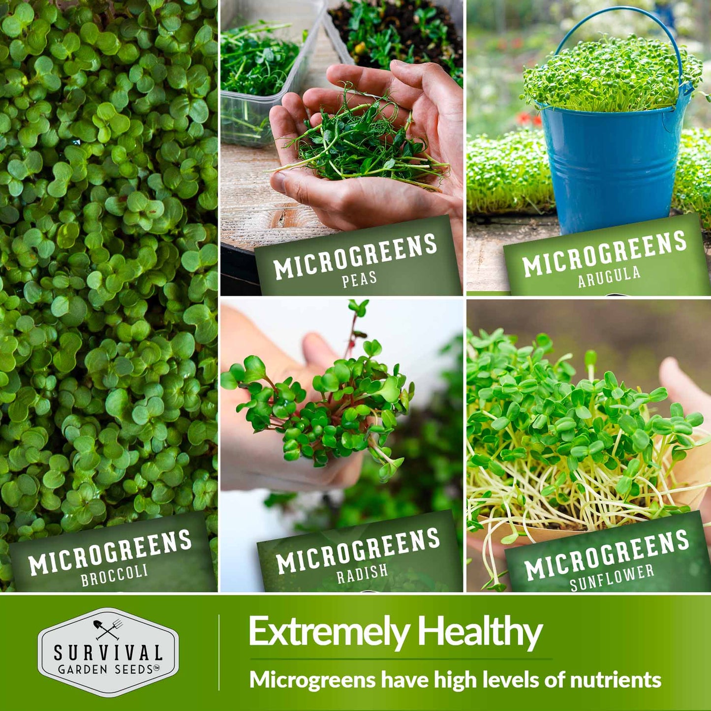 Microgreens 10 Variety Seed Kit