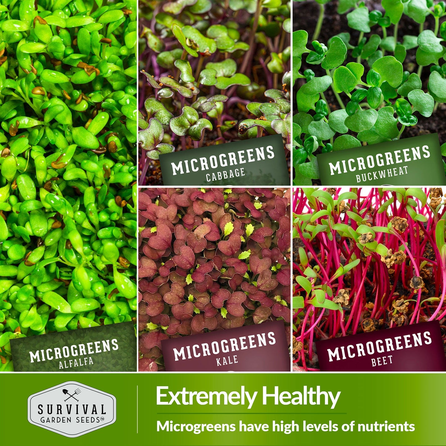 Microgreens 10 Variety Seed Kit