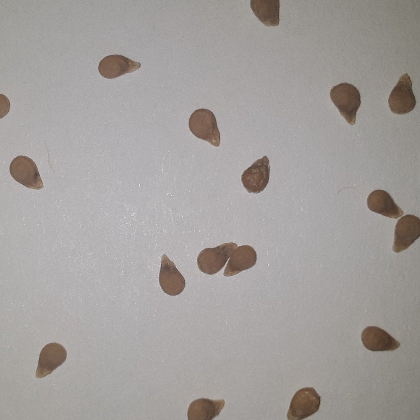 Black Beauty Slicing Tomato Seeds