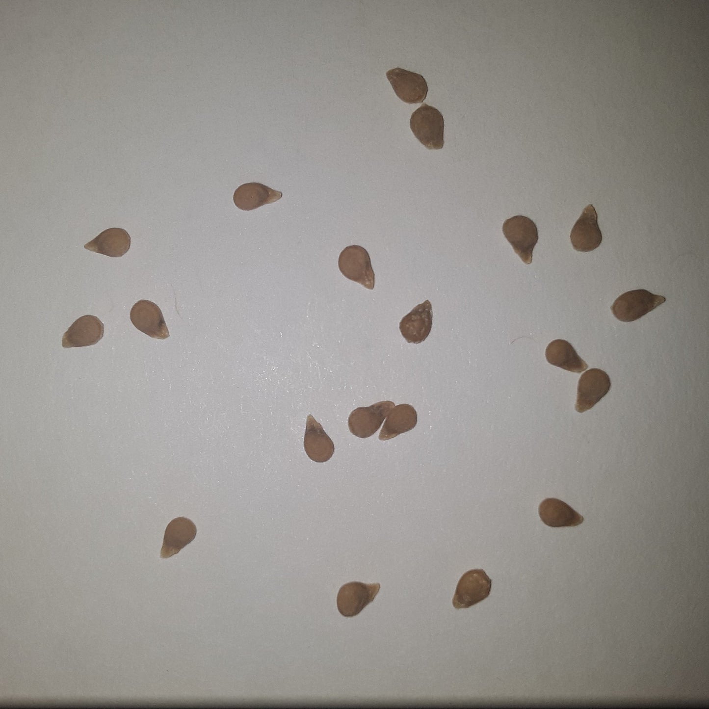 Italian Scatolone Heirloom Tomato Seeds