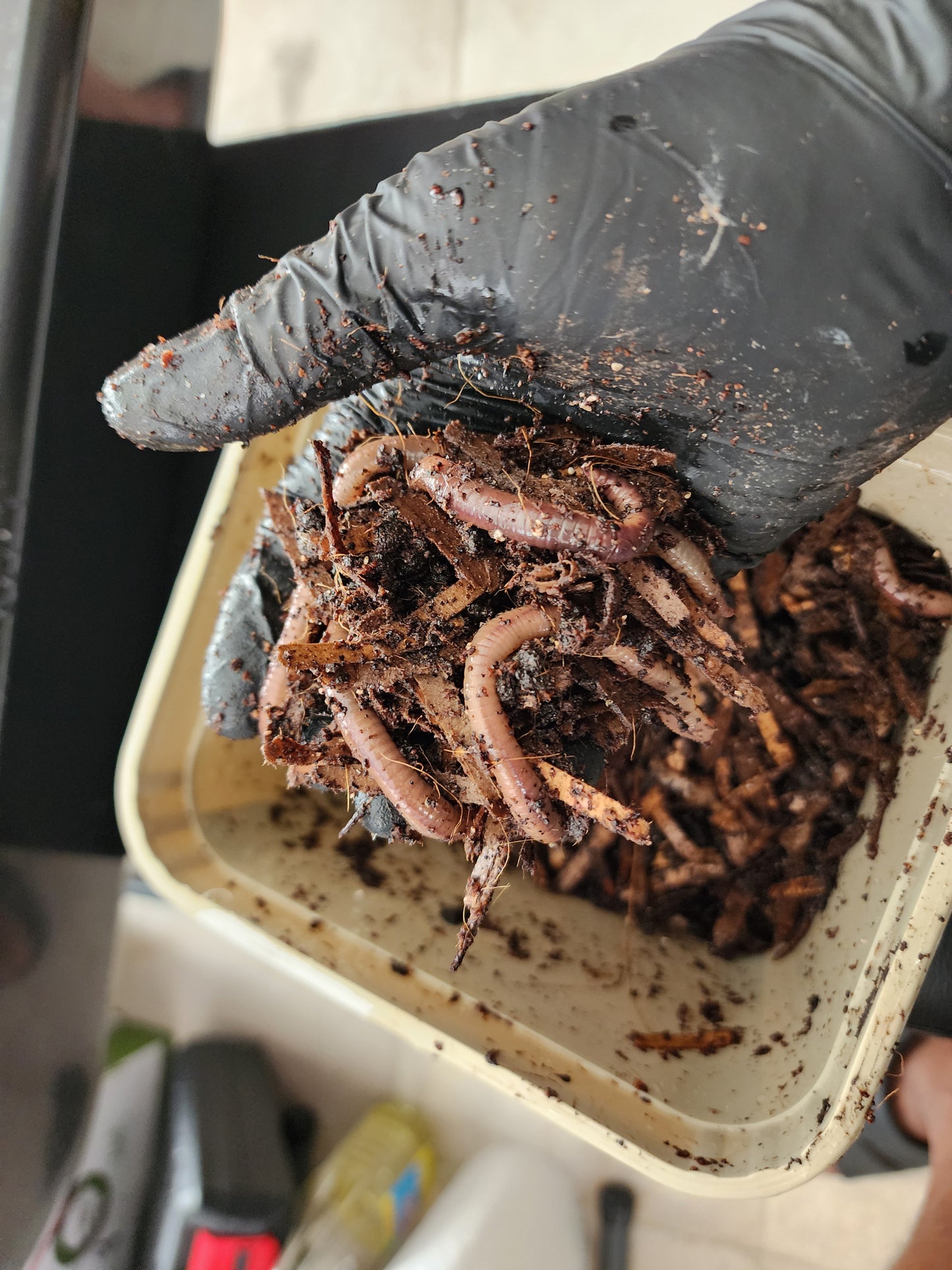 8 oz Worm Starter Colony | Red Wigglers or European Nightcrawlers | Live Composting Worms
