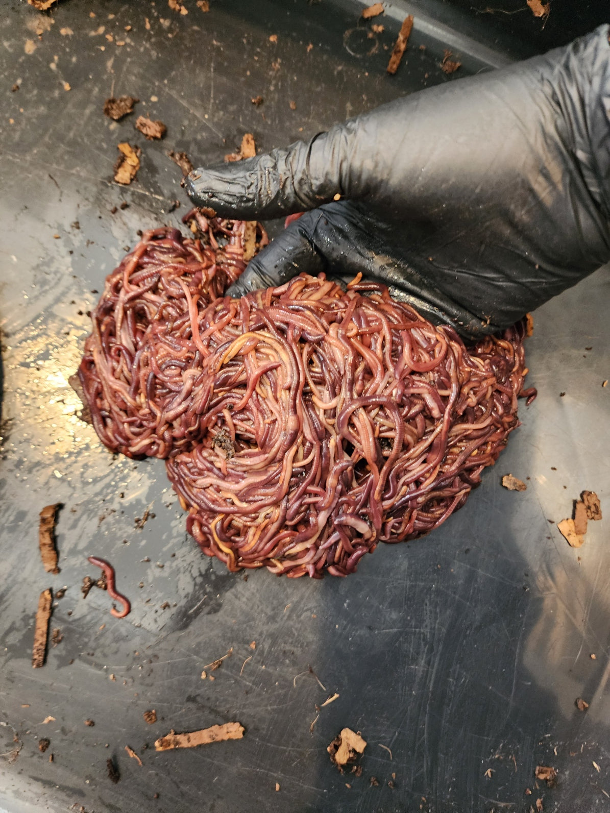 LOCAL PICK UP ONLY - 50 count Pure Red Wiggler Composting Worms- LOCAL PICK UP ONLY -