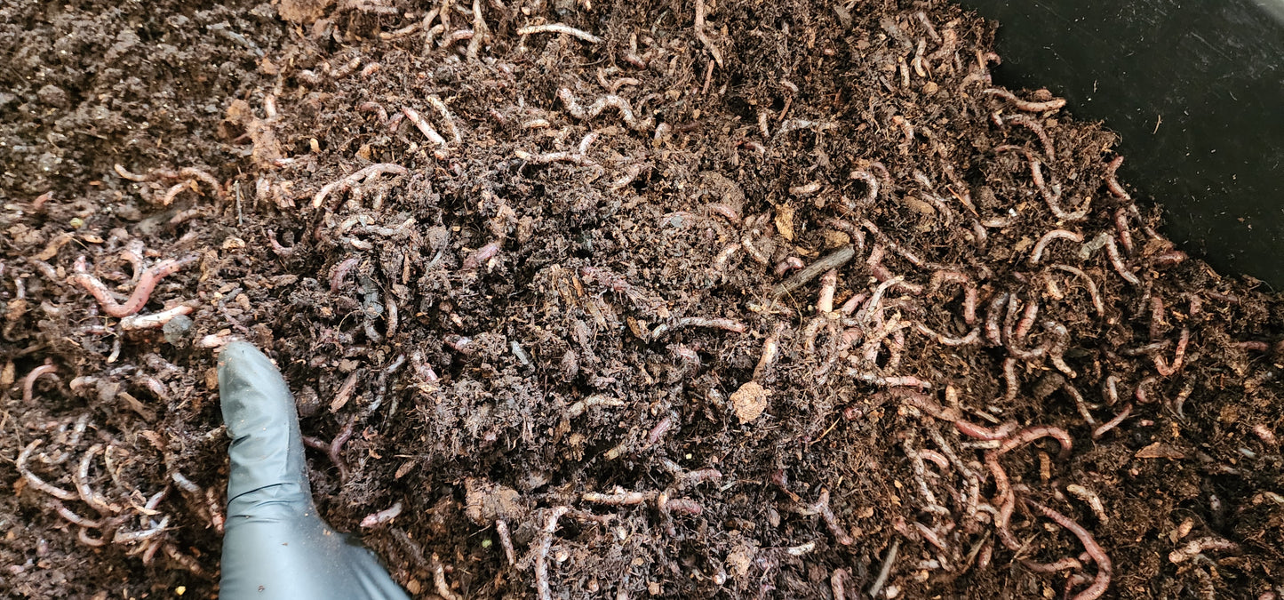 Terrarium LIVE Worm Kit - Eco Systems Ready-To-Go - GREAT FOR KIDS - Worm Composting Starter Kit – Complete Eco System with Live Worms - LOCAL PICK UP ONLY