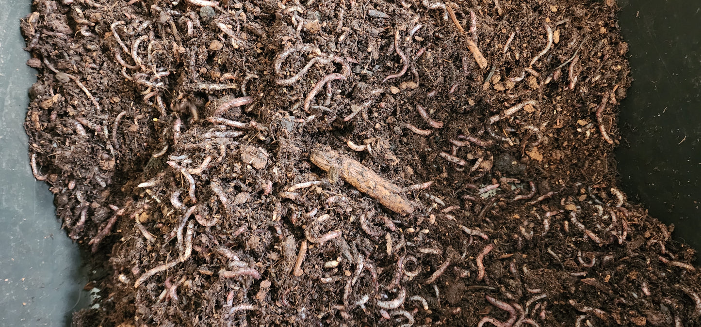 Terrarium LIVE Worm Kit - Eco Systems Ready-To-Go - GREAT FOR KIDS - Worm Composting Starter Kit – Complete Eco System with Live Worms - LOCAL PICK UP ONLY