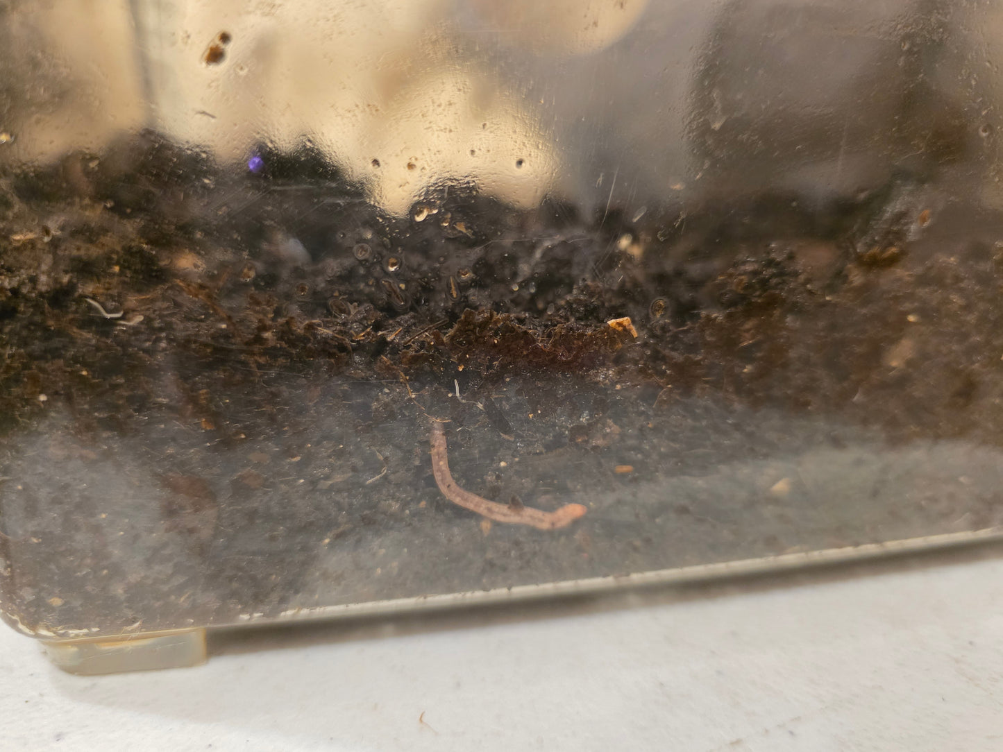 Terrarium LIVE Worm Kit - Eco Systems Ready-To-Go - GREAT FOR KIDS - Worm Composting Starter Kit – Complete Eco System with Live Worms - LOCAL PICK UP ONLY