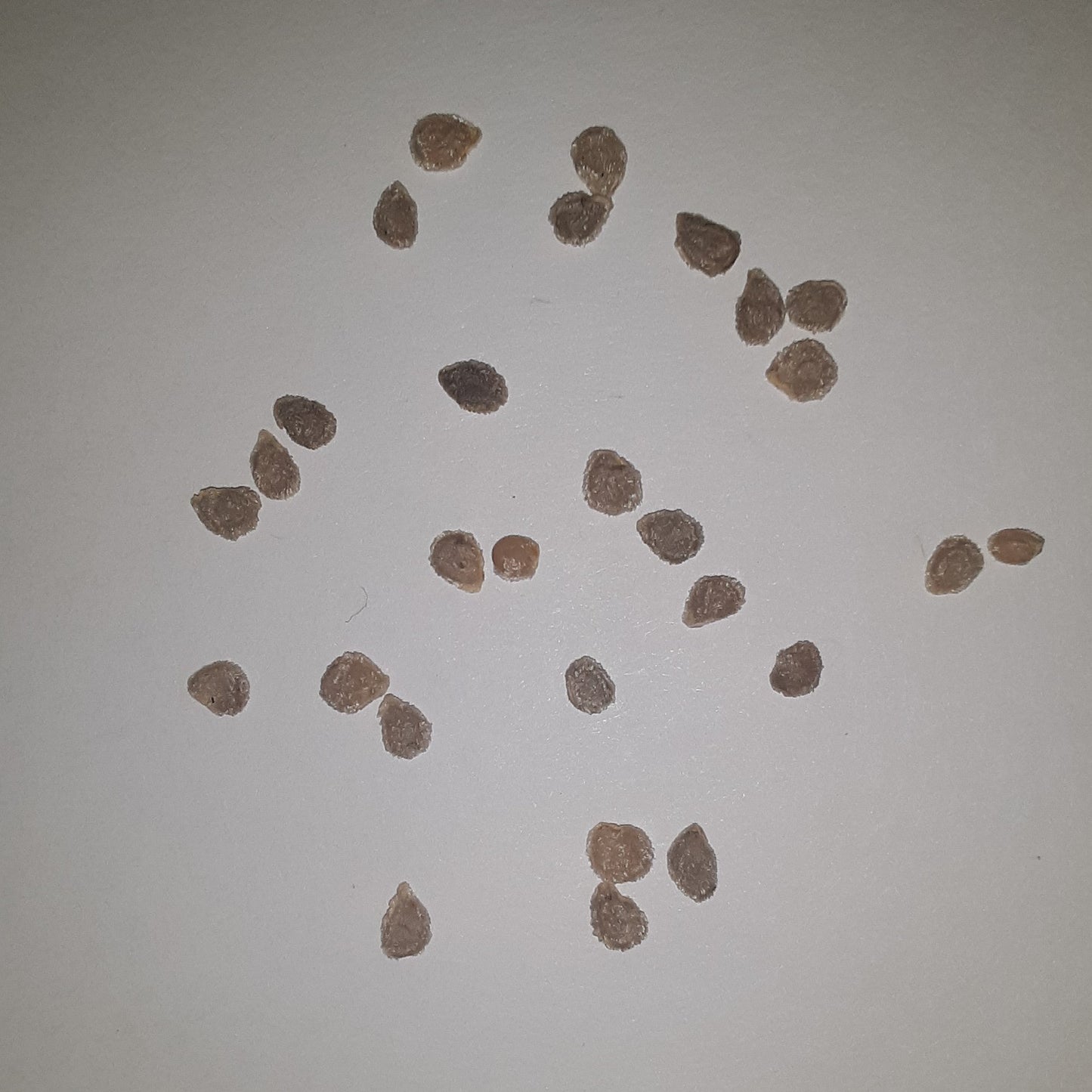 Heat Master Hybrid Tomato Seeds