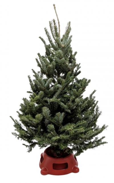3'-4' Fresh Fraser Fir Christmas Tree with Stand | Premium Holiday Tree | House Plant Shop