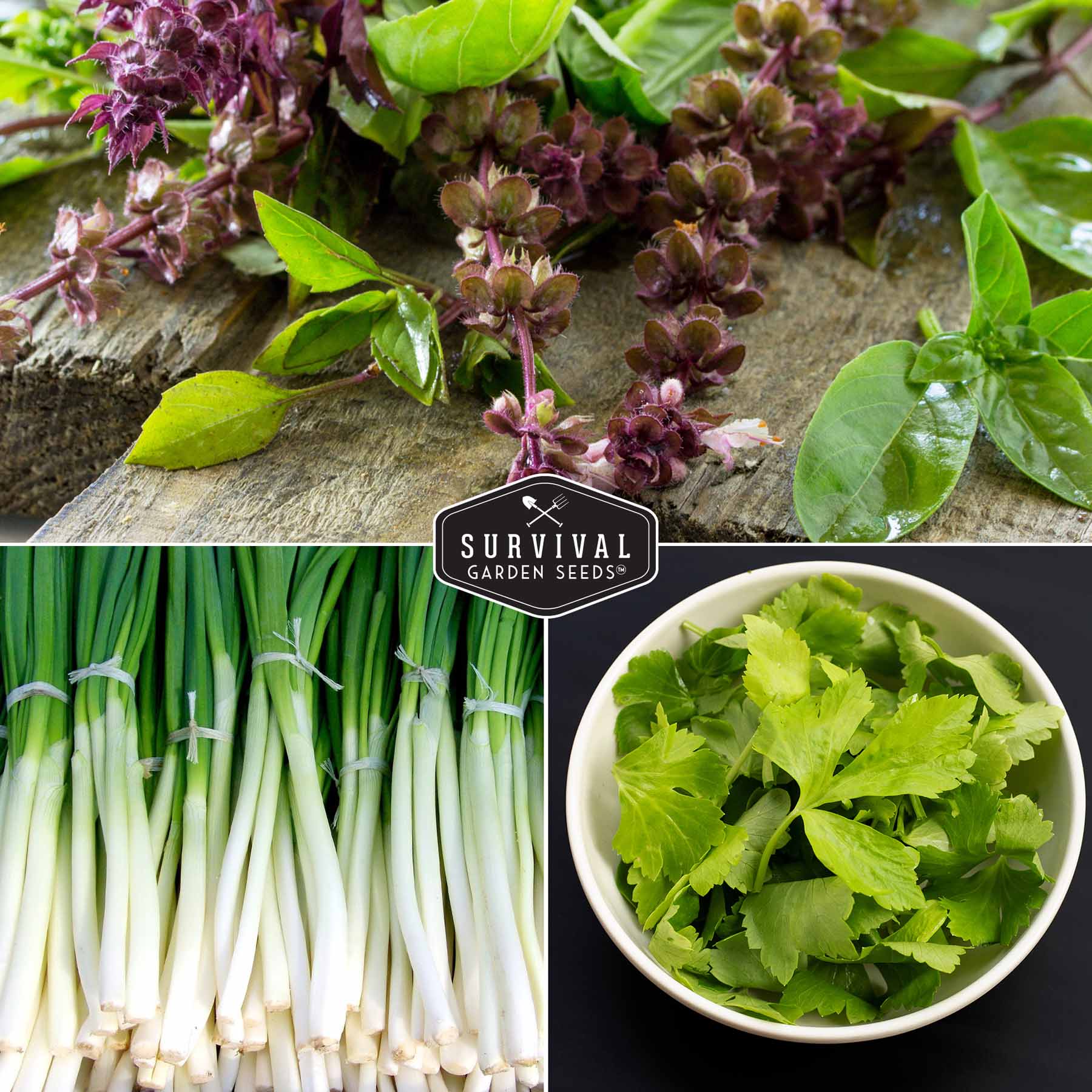 asian vegetable garden seeds Asian Vegetable Seed Collection