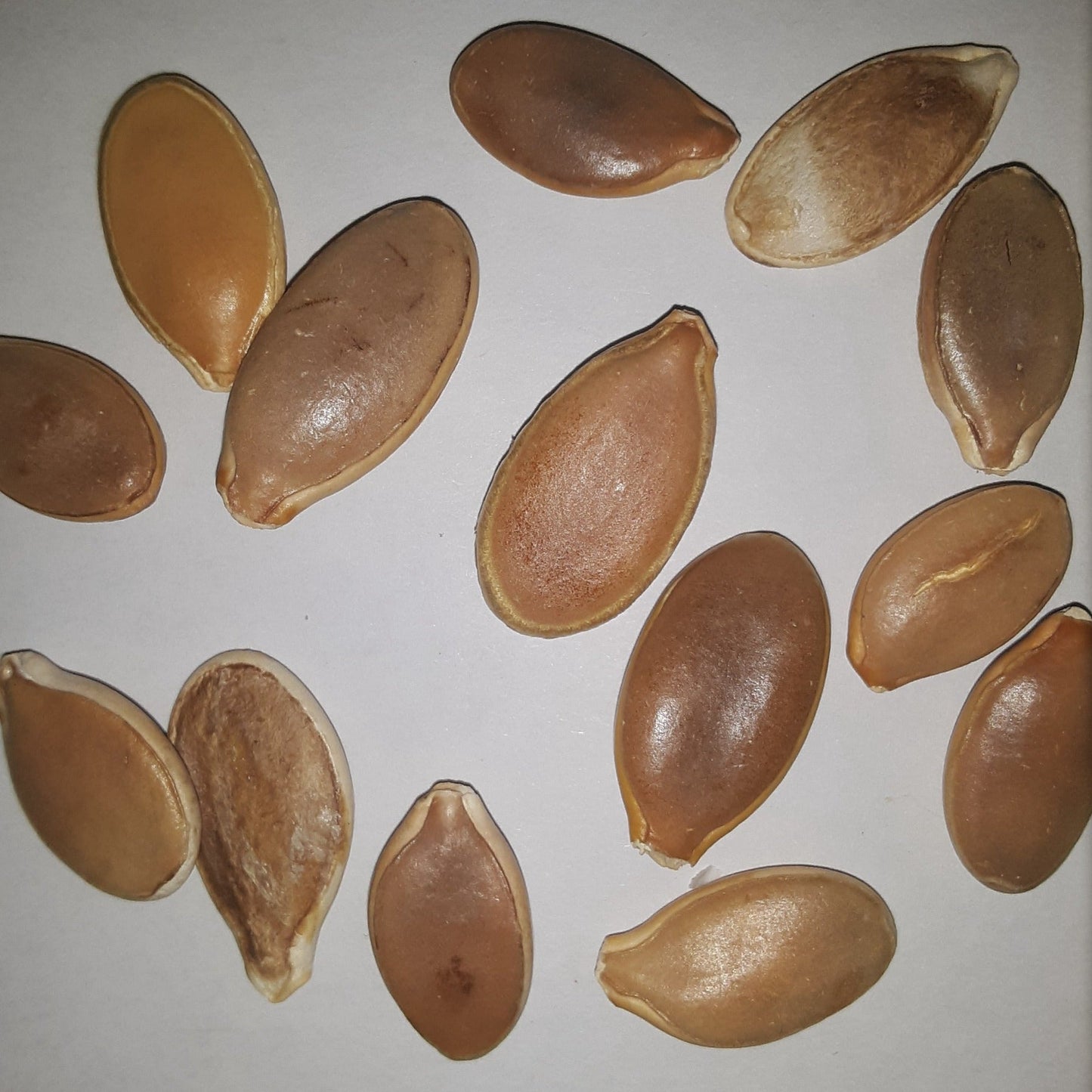 Atlantic Giant Pumpkin Seeds