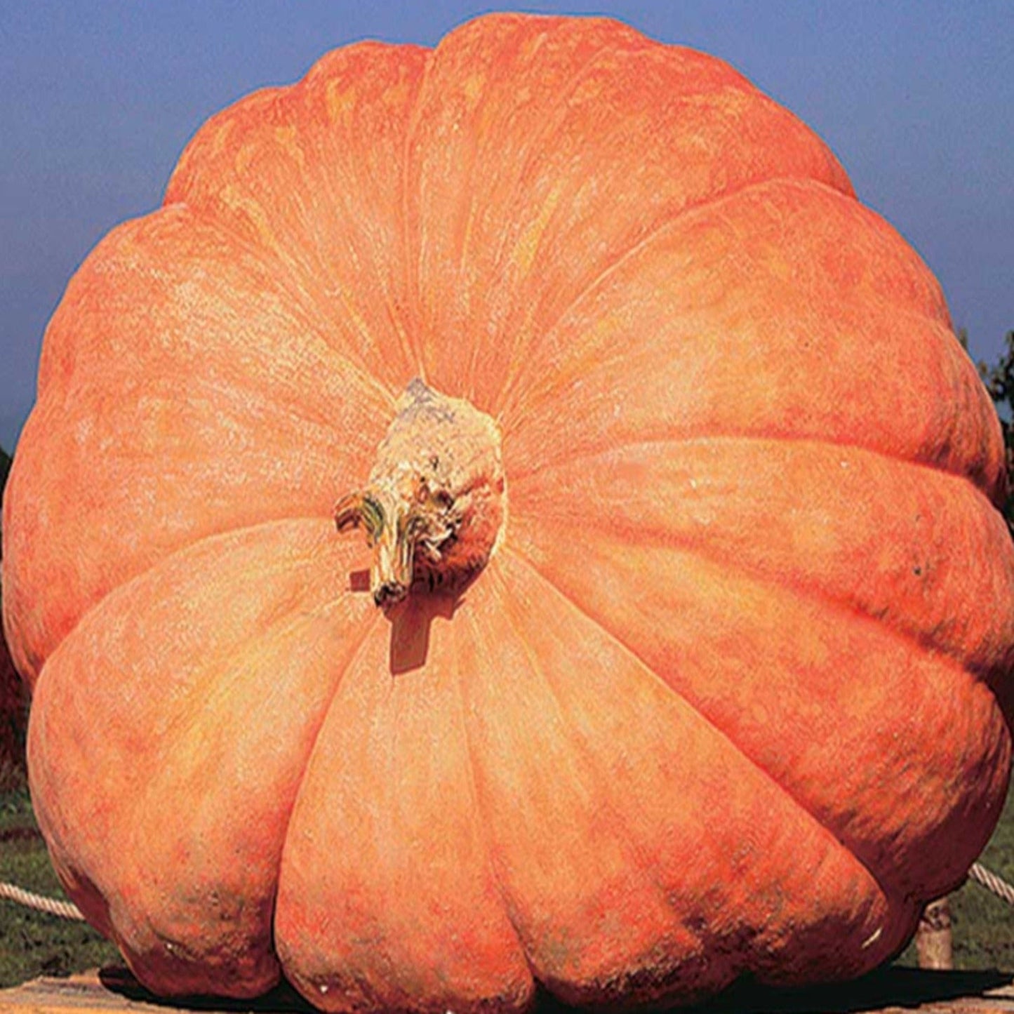 Atlantic Giant Pumpkin Seeds