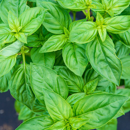 Herb Sweet Basil Seeds