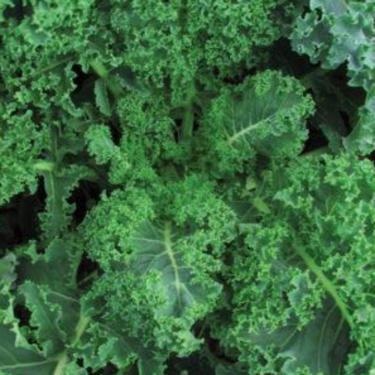 Blue Curled Scotch Kale Seeds