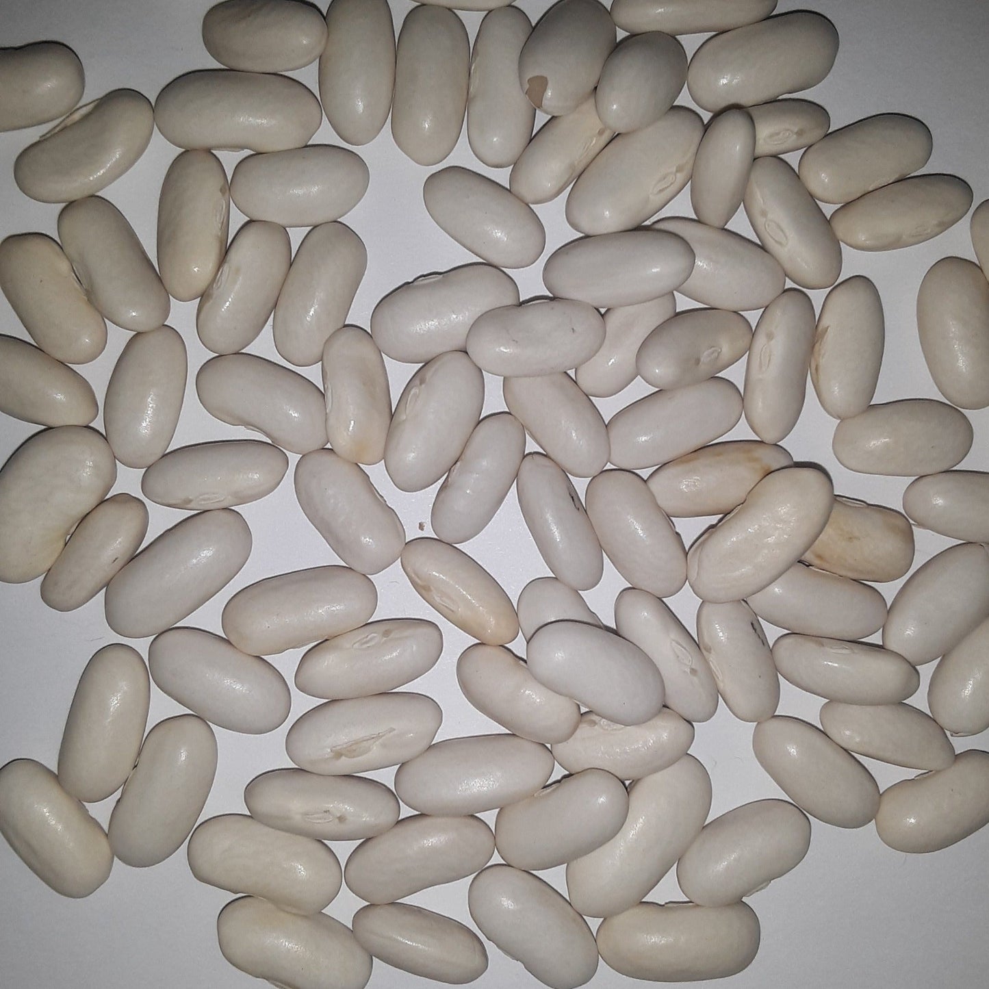 Heirloom Blue Lake Pole Bean Seeds