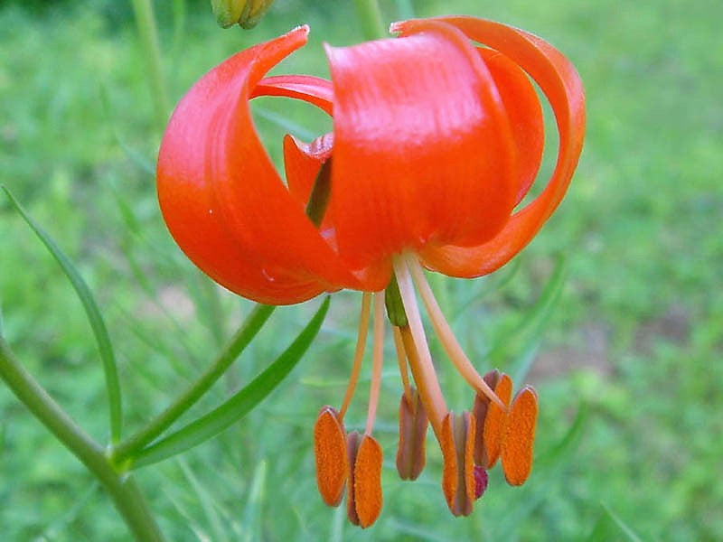 10 CORAL LILY Siberian Turk's Cap Lilium Pumilum Coral Red Fragrant Flower Seeds